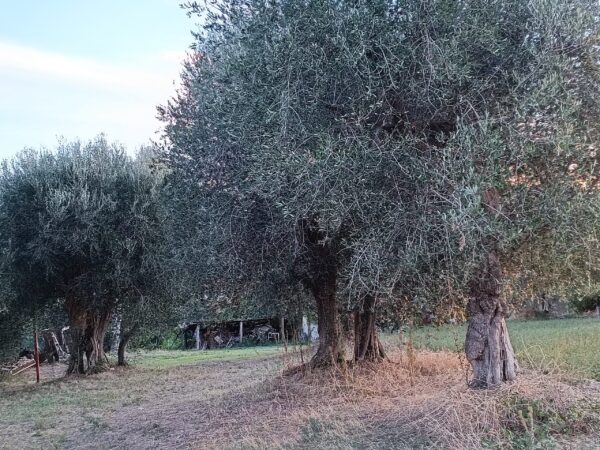 Casale panoramico in mattoni e pietra  a Castelleone di Suasa- Rif. CDR 274 - immagine 3