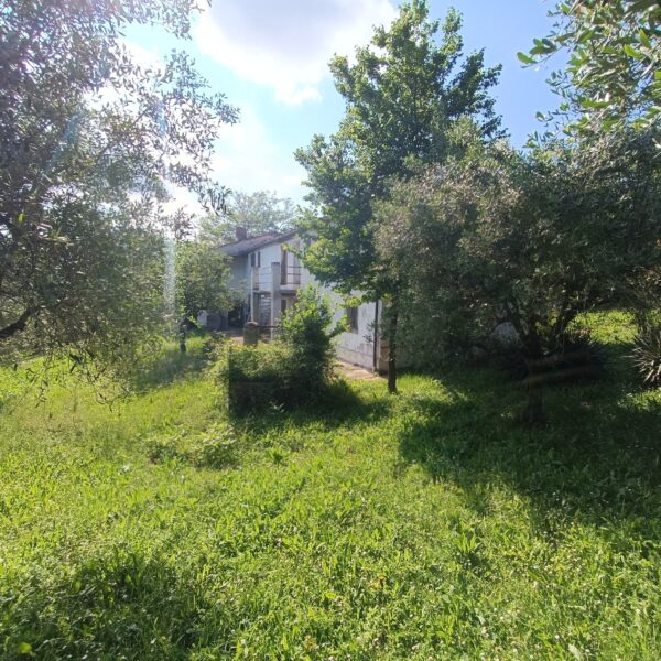 Casale da ristrutturare nelle Marche con ulivi secolari - Rif. CDR243 - immagine 3