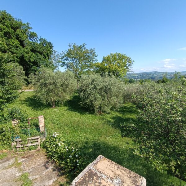 Casale da ristrutturare nelle Marche con ulivi secolari - Rif. CDR243 - immagine 7