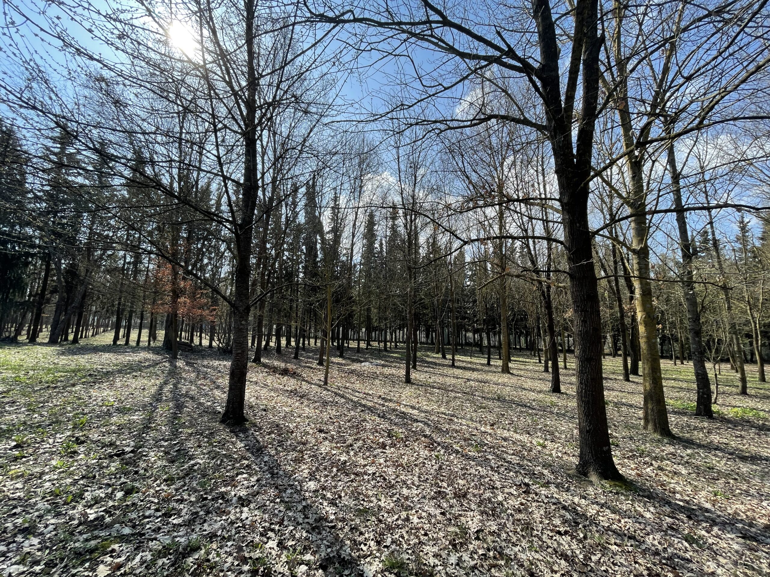 Villa indipendente a Fossombrone con 35.000 mq di bosco e uliveti - Rif.A102 - immagine 12