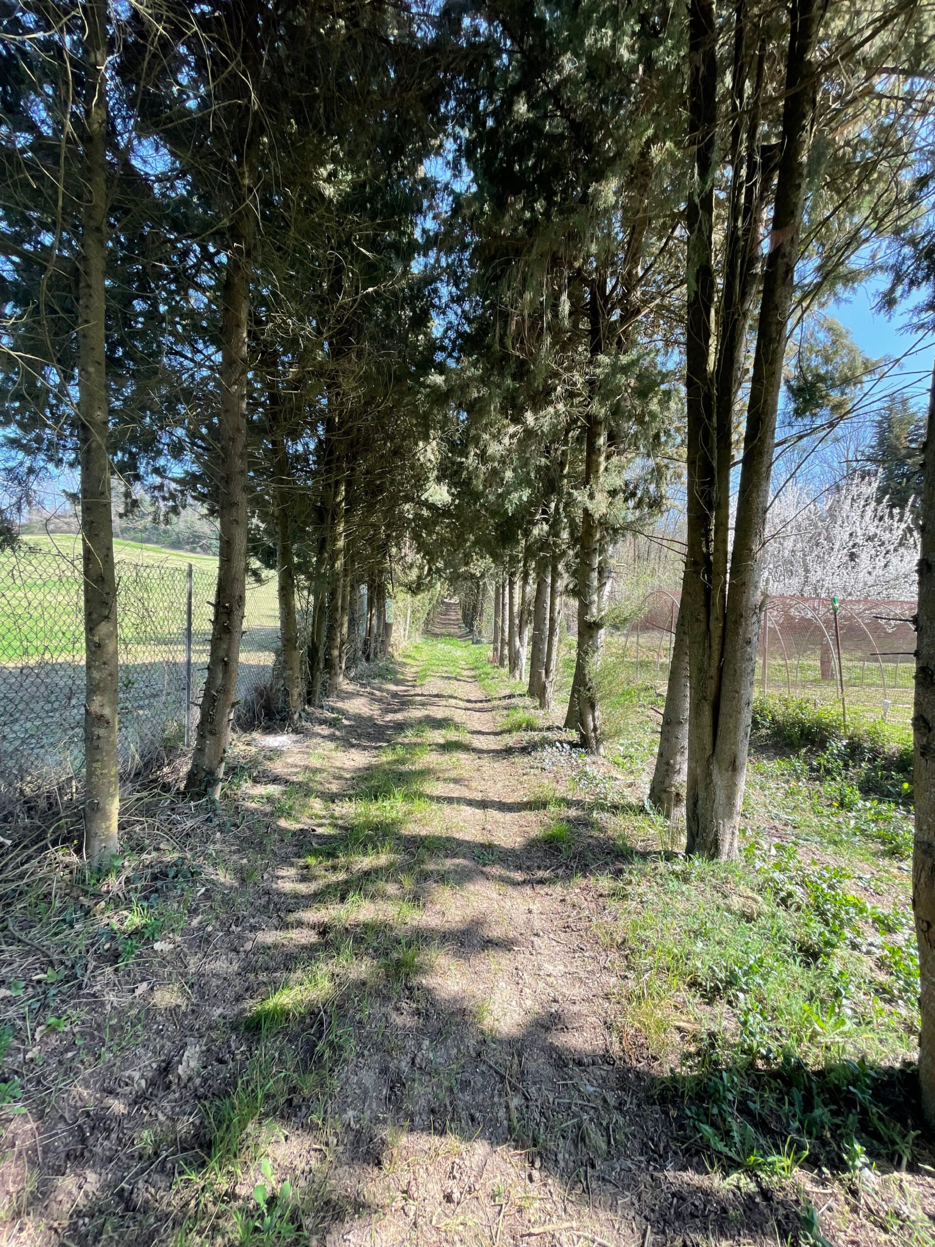 Villa indipendente a Fossombrone con 35.000 mq di bosco e uliveti - Rif.A102 - immagine 13