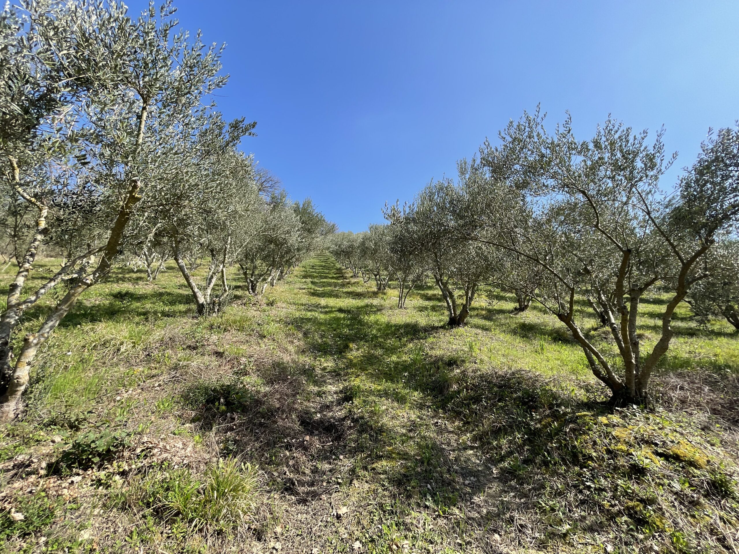 Villa indipendente a Fossombrone con 35.000 mq di bosco e uliveti - Rif.A102 - immagine 14