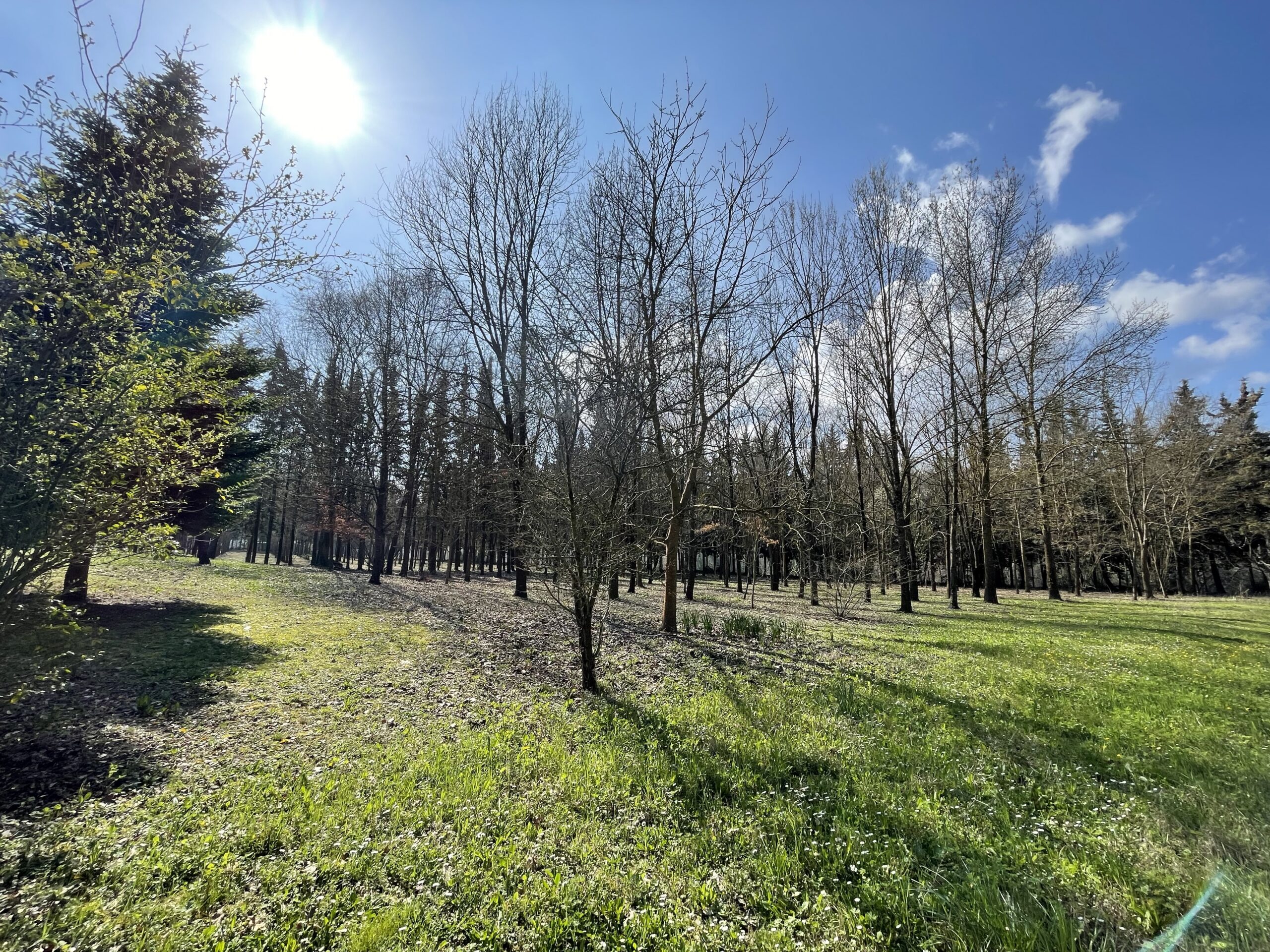 Villa indipendente a Fossombrone con 35.000 mq di bosco e uliveti - Rif.A102 - immagine 11