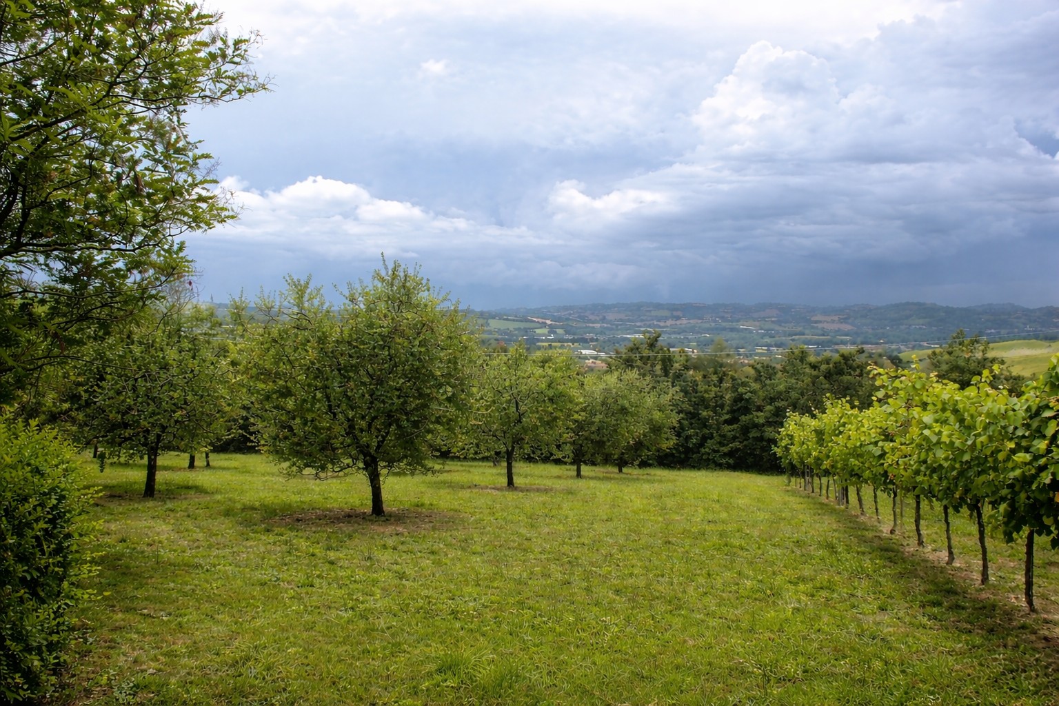 Casa indipendente con Vista Mare a Pesaro: Ampio Parco di 9700 mq. tra Mare e Colline - Rif. V414 - immagine 17